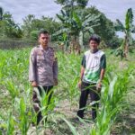 Dari Setengah Hektare Harapan: Polisi dan Warga Benggaulu Bersinergi Wujudkan Ketahanan Pangan