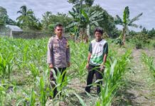 Dari Setengah Hektare Harapan: Polisi dan Warga Benggaulu Bersinergi Wujudkan Ketahanan Pangan