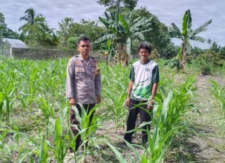 Dari Setengah Hektare Harapan: Polisi dan Warga Benggaulu Bersinergi Wujudkan Ketahanan Pangan