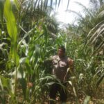 Wujud Kepedulian, Bhabinkamtibmas Polsel Pasangkayu Pantau Tanaman Jagung Warga