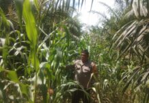 Wujud Kepedulian, Bhabinkamtibmas Polsel Pasangkayu Pantau Tanaman Jagung Warga