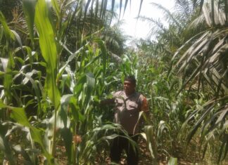 Wujud Kepedulian, Bhabinkamtibmas Polsel Pasangkayu Pantau Tanaman Jagung Warga