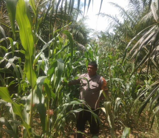 Wujud Kepedulian, Bhabinkamtibmas Polsel Pasangkayu Pantau Tanaman Jagung Warga