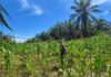 Dukung Program Nasional, Bhabinkamtibmas Sarudu Monitoring Lahan Jagung Warga Binaan