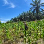 Dukung Program Nasional, Bhabinkamtibmas Sarudu Monitoring Lahan Jagung Warga Binaan