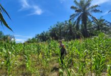 Dukung Program Nasional, Bhabinkamtibmas Sarudu Monitoring Lahan Jagung Warga Binaan