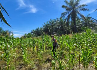 Dukung Program Nasional, Bhabinkamtibmas Sarudu Monitoring Lahan Jagung Warga Binaan