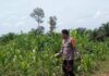 Bhabinkamtibmas Polsek Sarudu Kontrol Perkembangan Jagung Warga, Dukung Ketahanan Pangan di Duripoku