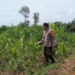 Bhabinkamtibmas Polsek Sarudu Kontrol Perkembangan Jagung Warga, Dukung Ketahanan Pangan di Duripoku