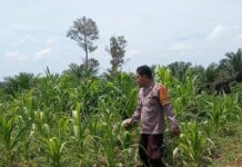 Bhabinkamtibmas Polsek Sarudu Kontrol Perkembangan Jagung Warga, Dukung Ketahanan Pangan di Duripoku