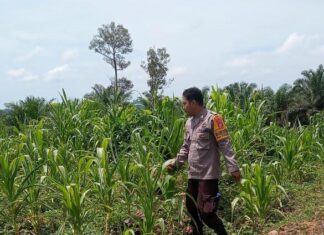 Bhabinkamtibmas Polsek Sarudu Kontrol Perkembangan Jagung Warga, Dukung Ketahanan Pangan di Duripoku