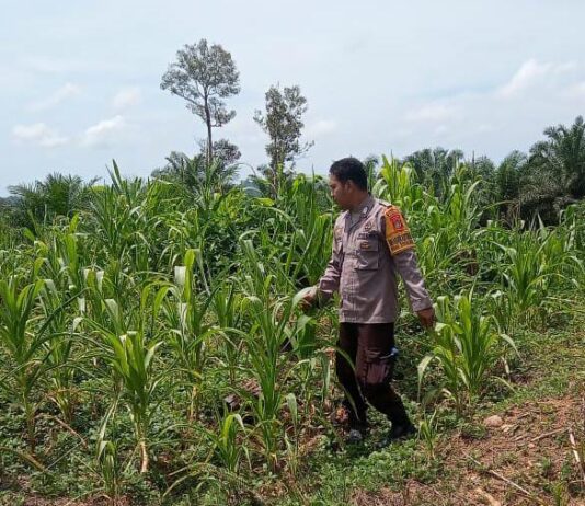 Bhabinkamtibmas Polsek Sarudu Kontrol Perkembangan Jagung Warga, Dukung Ketahanan Pangan di Duripoku