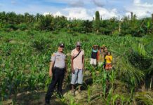 Menjaga Asa dari Kebun Jagung, Polsek Baras Dampingi Petani Hingga Panen