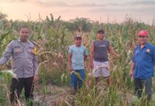Polsek Baras Intensif Pantau Lahan Jagung Warga, Dukung Ketahanan Pangan dan Ajak Petani Jual Hasil ke Bulog