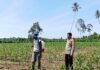 Bhabinkamtibmas Polsek Bambalamotu Aktif Pantau Lahan Jagung Warga, Wujud Dukungan Ketahanan Pangan di Desa Kalola