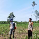 Bhabinkamtibmas Polsek Bambalamotu Aktif Pantau Lahan Jagung Warga, Wujud Dukungan Ketahanan Pangan di Desa Kalola