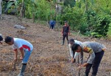 Dari Tanam Hingga Panen, Bhabinkamtibmas Polsek Bambalamotu Setia Dampingi Petani Jagung