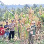 Bhabinkamtibmas Polsek Bambalamotu Dampingi Panen Jagung Warga Desa Bambaira