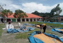 Panen Jagung di Bulutaba, Bhabinkamtibmas Polsek Baras Hadir Dukung Petani Lokal