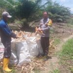 Bhabinkamtibmas Polsek Baras Dampingi Panen Jagung Warga di Karave, Dukung Ketahanan Pangan dan Serapan Bulog
