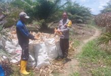 Bhabinkamtibmas Polsek Baras Dampingi Panen Jagung Warga di Karave, Dukung Ketahanan Pangan dan Serapan Bulog