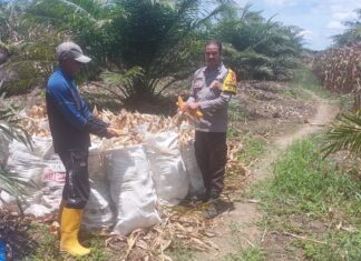 Bhabinkamtibmas Polsek Baras Dampingi Panen Jagung Warga di Karave, Dukung Ketahanan Pangan dan Serapan Bulog