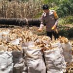 Bhabinkamtibmas Polsek Baras Panen Jagung bersama Warga di Desa Karave, Wujud Dukungan Ketahanan Pangan