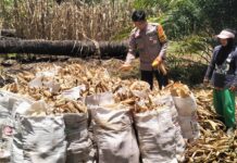 Bhabinkamtibmas Polsek Baras Panen Jagung bersama Warga di Desa Karave, Wujud Dukungan Ketahanan Pangan