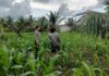Bhabinkamtibmas Polsek Bambalamotu Pantau Perkembangan Jagung Warga, Dorong Petani Maksimalkan Lahan Kosong