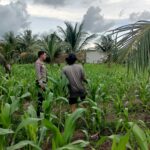 Bhabinkamtibmas Polsek Bambalamotu Pantau Perkembangan Jagung Warga, Dorong Petani Maksimalkan Lahan Kosong