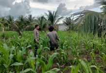 Bhabinkamtibmas Polsek Bambalamotu Pantau Perkembangan Jagung Warga, Dorong Petani Maksimalkan Lahan Kosong
