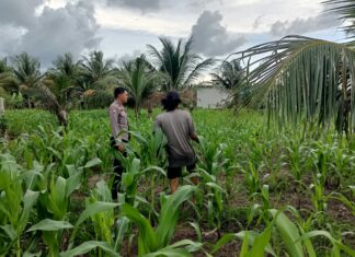 Bhabinkamtibmas Polsek Bambalamotu Pantau Perkembangan Jagung Warga, Dorong Petani Maksimalkan Lahan Kosong