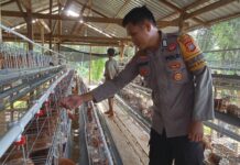 Bhabinkamtibmas Polsek Bambalamotu Sambangi Peternakan Ayam Petelur Warga, Dukung Ketahanan Pangan di Desa Kalola