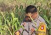 Bhabinkamtibmas Polsek Baras Bersama Warga Panen Jagung, Perkuat Ketahanan Pangan di Desa Kulu