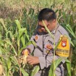 Bhabinkamtibmas Polsek Baras Bersama Warga Panen Jagung, Perkuat Ketahanan Pangan di Desa Kulu