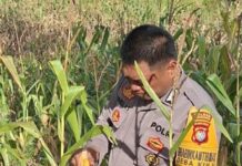Bhabinkamtibmas Polsek Baras Bersama Warga Panen Jagung, Perkuat Ketahanan Pangan di Desa Kulu