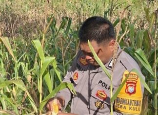 Bhabinkamtibmas Polsek Baras Bersama Warga Panen Jagung, Perkuat Ketahanan Pangan di Desa Kulu