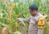 Bersama Warga, Bhabinkamtibmas Baras Panen Jagung di Bulumaya, Wujud Kedekatan Polisi dan Masyarakat