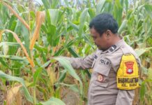 Bersama Warga, Bhabinkamtibmas Baras Panen Jagung di Bulumaya, Wujud Kedekatan Polisi dan Masyarakat