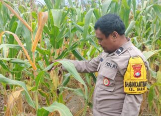Bersama Warga, Bhabinkamtibmas Baras Panen Jagung di Bulumaya, Wujud Kedekatan Polisi dan Masyarakat