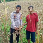 Polsek Bambalamotu Dukung Ketahanan Pangan Melalui Kegiatan Bhabinkamtibmas di Wilayah Binaan