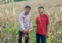 Polsek Bambalamotu Dukung Ketahanan Pangan Melalui Kegiatan Bhabinkamtibmas di Wilayah Binaan