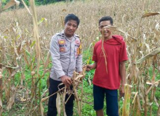 Polsek Bambalamotu Dukung Ketahanan Pangan Melalui Kegiatan Bhabinkamtibmas di Wilayah Binaan