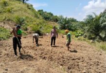 Bhabinkamtibmas Polsek Baras Tanam Jagung Bersama Warga, Dukung Ketahanan Pangan Nasional