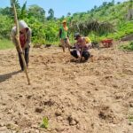 Polri Dukung Ketahanan Pangan, Bhabinkamtibmas Baras Turun Langsung Tanam Jagung Bersama Warga