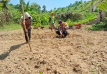 Polri Dukung Ketahanan Pangan, Bhabinkamtibmas Baras Turun Langsung Tanam Jagung Bersama Warga
