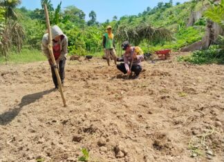 Polri Dukung Ketahanan Pangan, Bhabinkamtibmas Baras Turun Langsung Tanam Jagung Bersama Warga