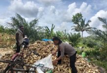 Panen Jagung Bersama, Bhabinkamtibmas Polsek Sarudu Dorong Warga Jual Hasil ke Bulog