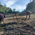Polsek Bambalamotu Dorong Warga Tanam Jagung, Dukung Ketahanan Pangan di Pasangkayu