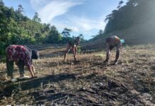 Polsek Bambalamotu Dorong Warga Tanam Jagung, Dukung Ketahanan Pangan di Pasangkayu